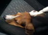 Colby