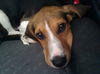 Colby