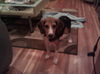 Colby