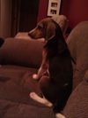 Colby