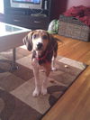 Colby