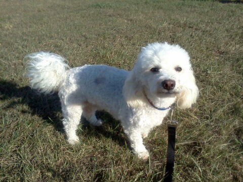 Bailey