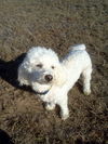 Bailey