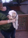 Marcel