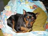 Daisy