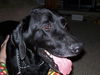 Jake