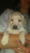 Teddy