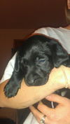 Bailey