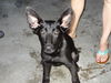 Romeo