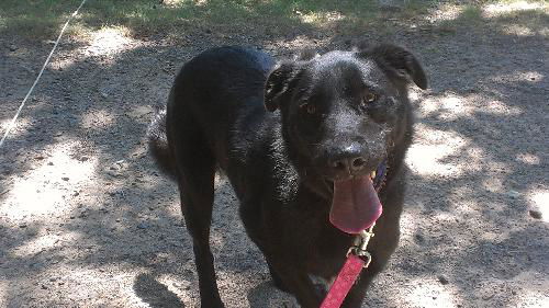 Baxter *Needs Foster*