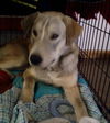 Thelma