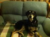 Catie