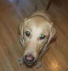 Abby