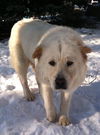Maggie