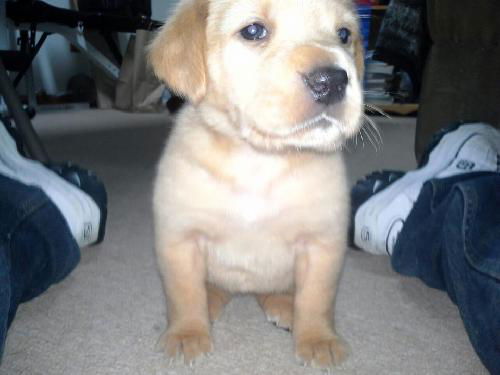 Peanut