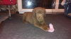 Harvey