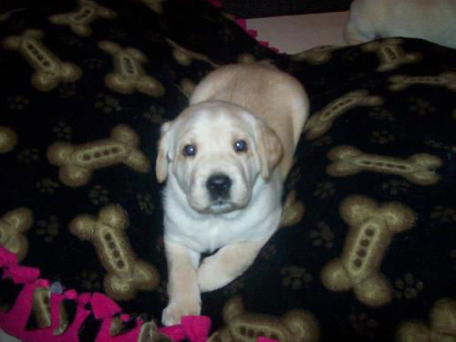 Macy