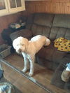 Odie