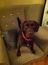 Nellie