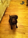 Nellie