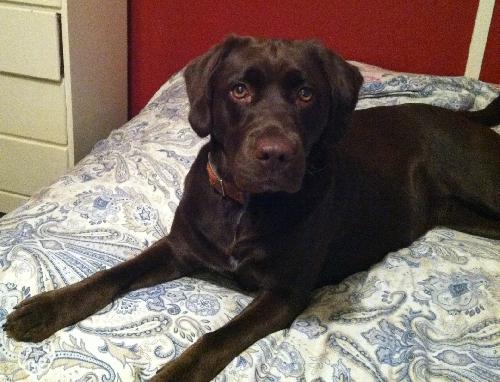 Nellie