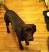 Nellie