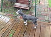 Pepper