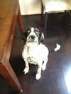Pepper