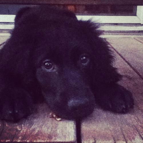 Louie