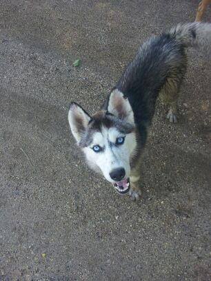 Nala