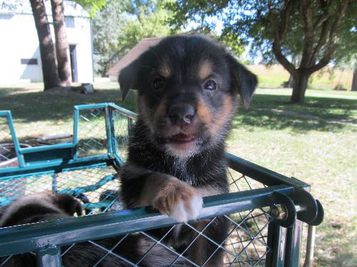 Bear Puppy