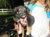 Bear Puppy