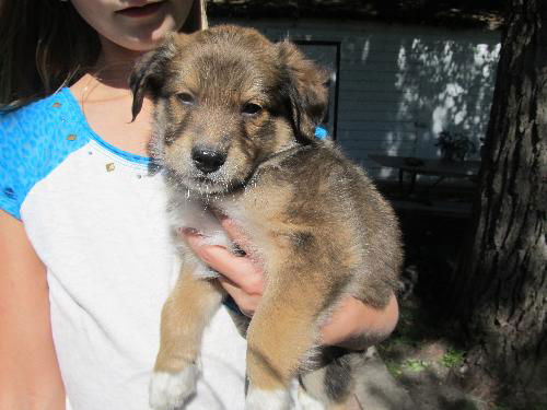 Teddy puppy