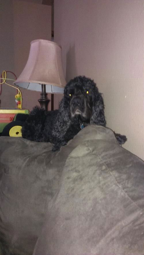 Bear
