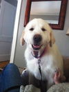 Abbie