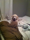 Abbie