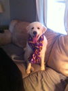 Abbie