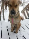 Nala