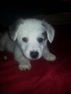 Jack the puppy
