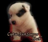 Jack the puppy