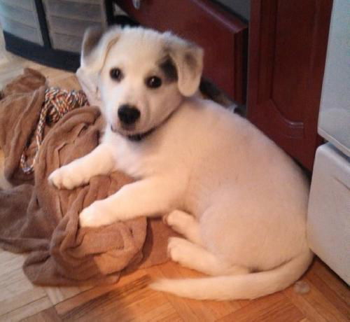 Jack the puppy