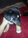 Zoey