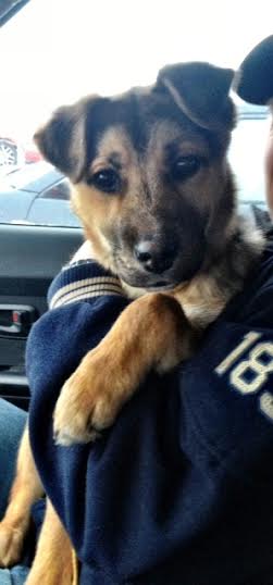 Sarge (coming soon)