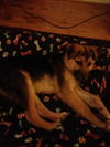 Sarge (coming soon)