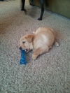 Sampson