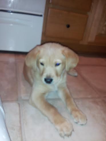 Sampson