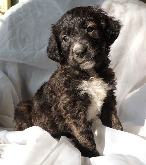 Truffle