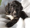 Truffle