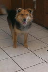 Saraphina