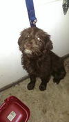 Daisey
